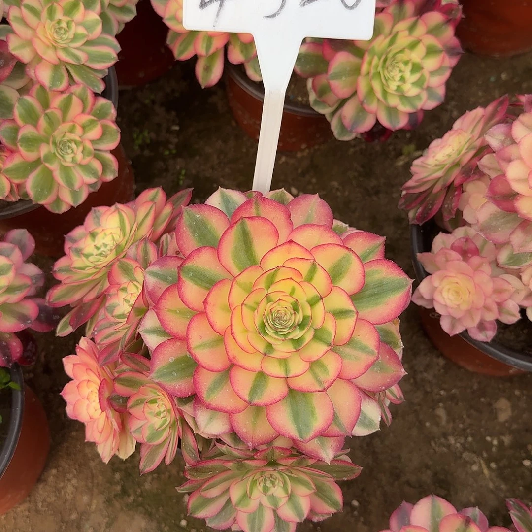 4520倾城多肉法师多肉