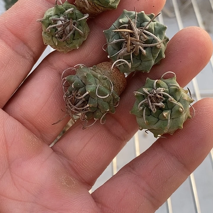 娇丽升云龙五个一组