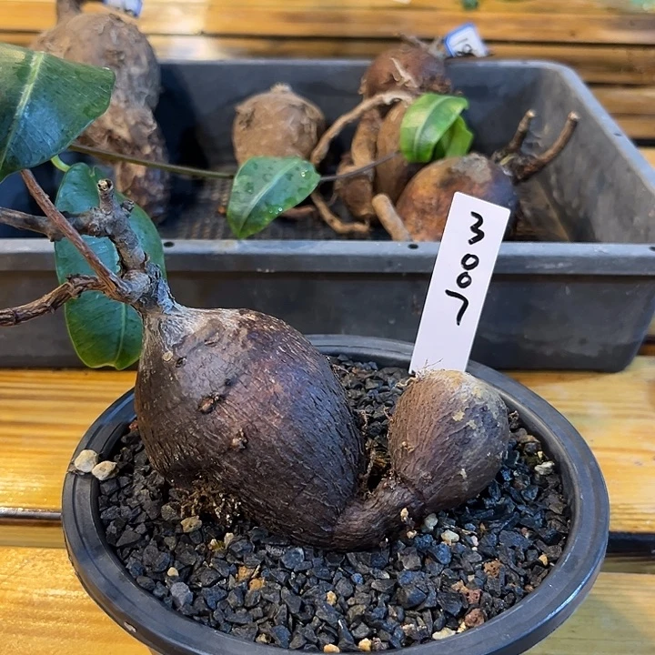 汤圆植物紫背箩魔