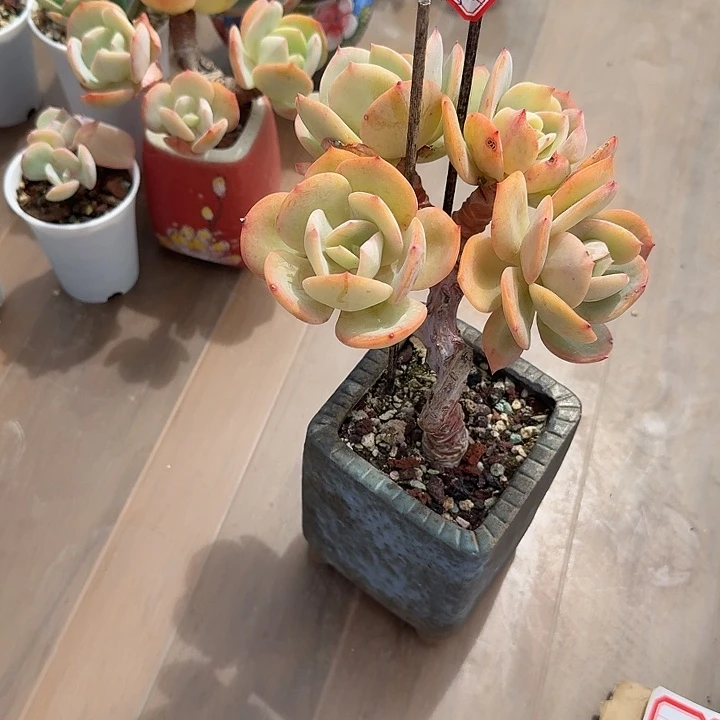 M***紅白凤多肉植物一颗