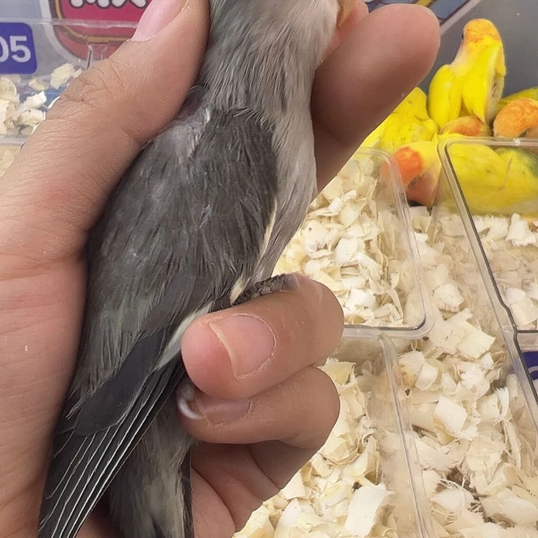 桃脸牡丹鹦鹉vhjkkjvgf