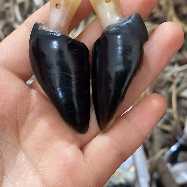 无非金属鹿蹄鹿蹄鹿蹄