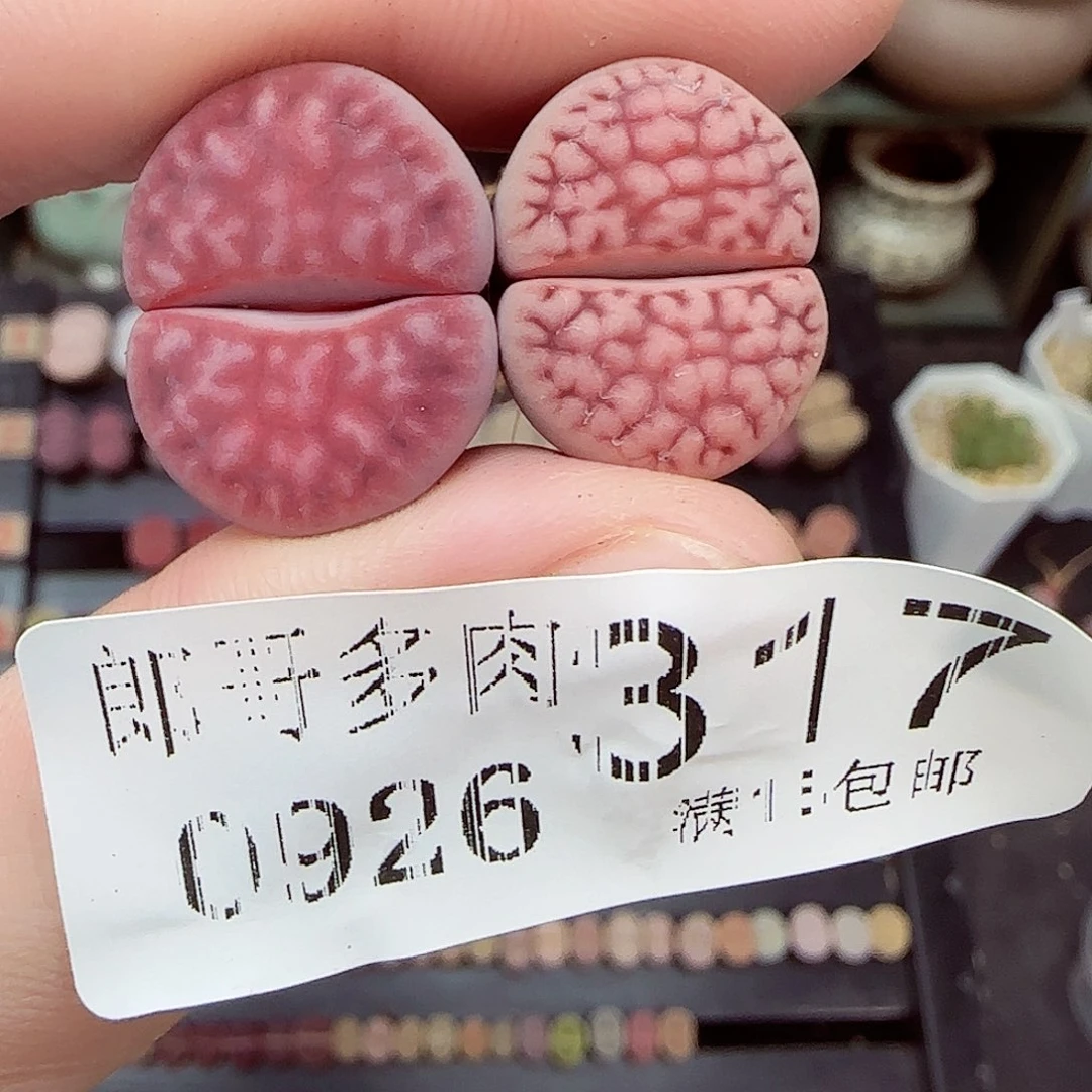 晚***庭满满18包邮0926-317
