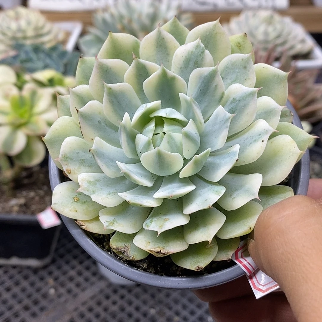 2467 风声覆轮锦
