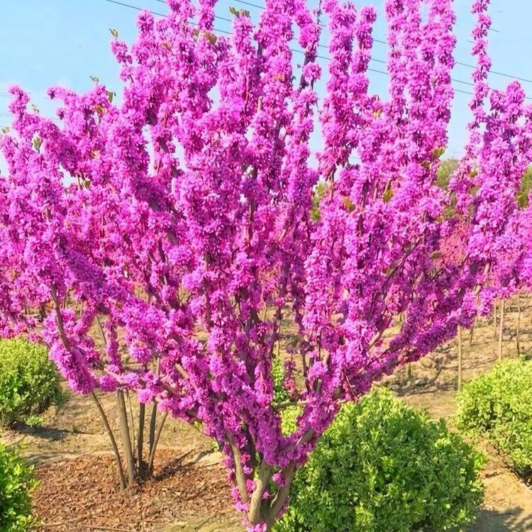 紫荆花，爆花植物耐寒耐冻南北方都可种植一物一拍，看好下单