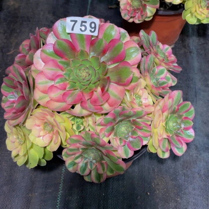 759老庄多肉法师雨荷