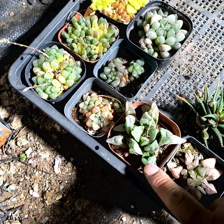 胡****1一筐子玉露一物一拍售后八条腿