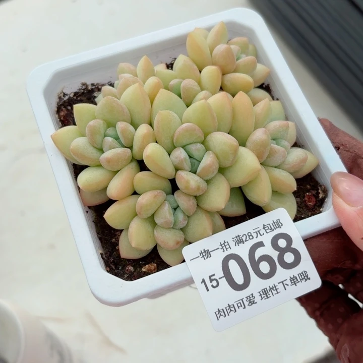 泡泡糖多肉无盆土发货多肉多肉