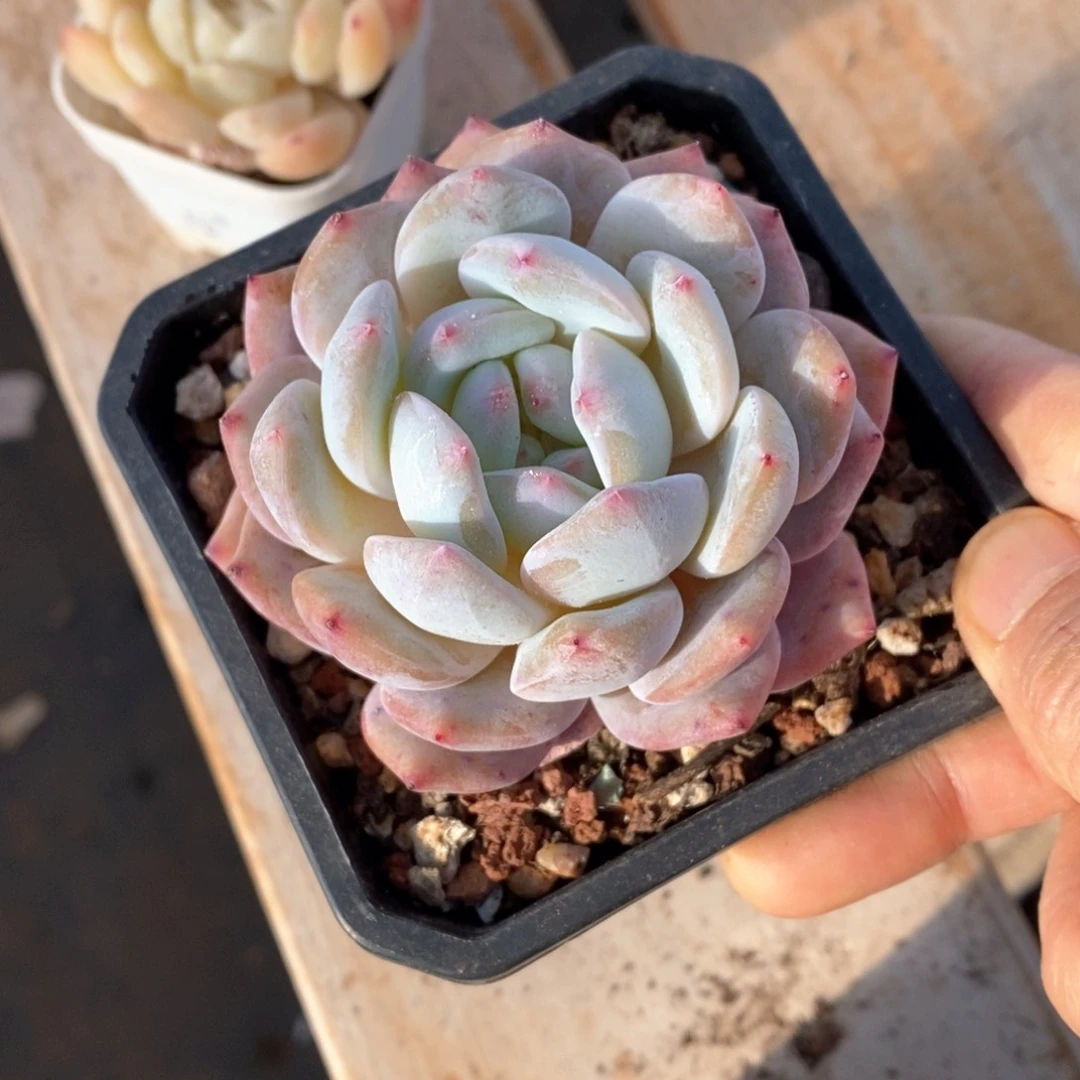 精品多肉一物一拍不包整426