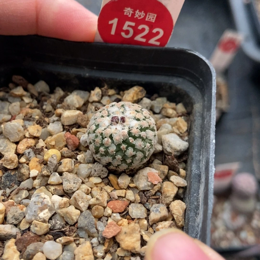 实生蔷薇丸一颗仙人球