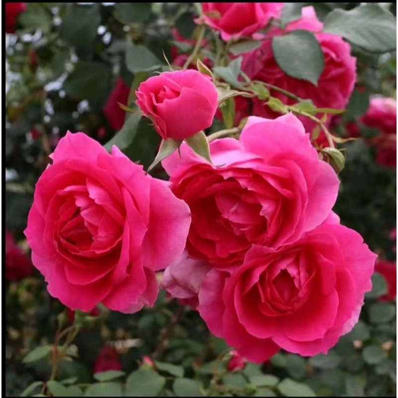 【大游行】1.5米爬藤月藤本花苗四季开花庭院植物阳台花卉盆栽地栽