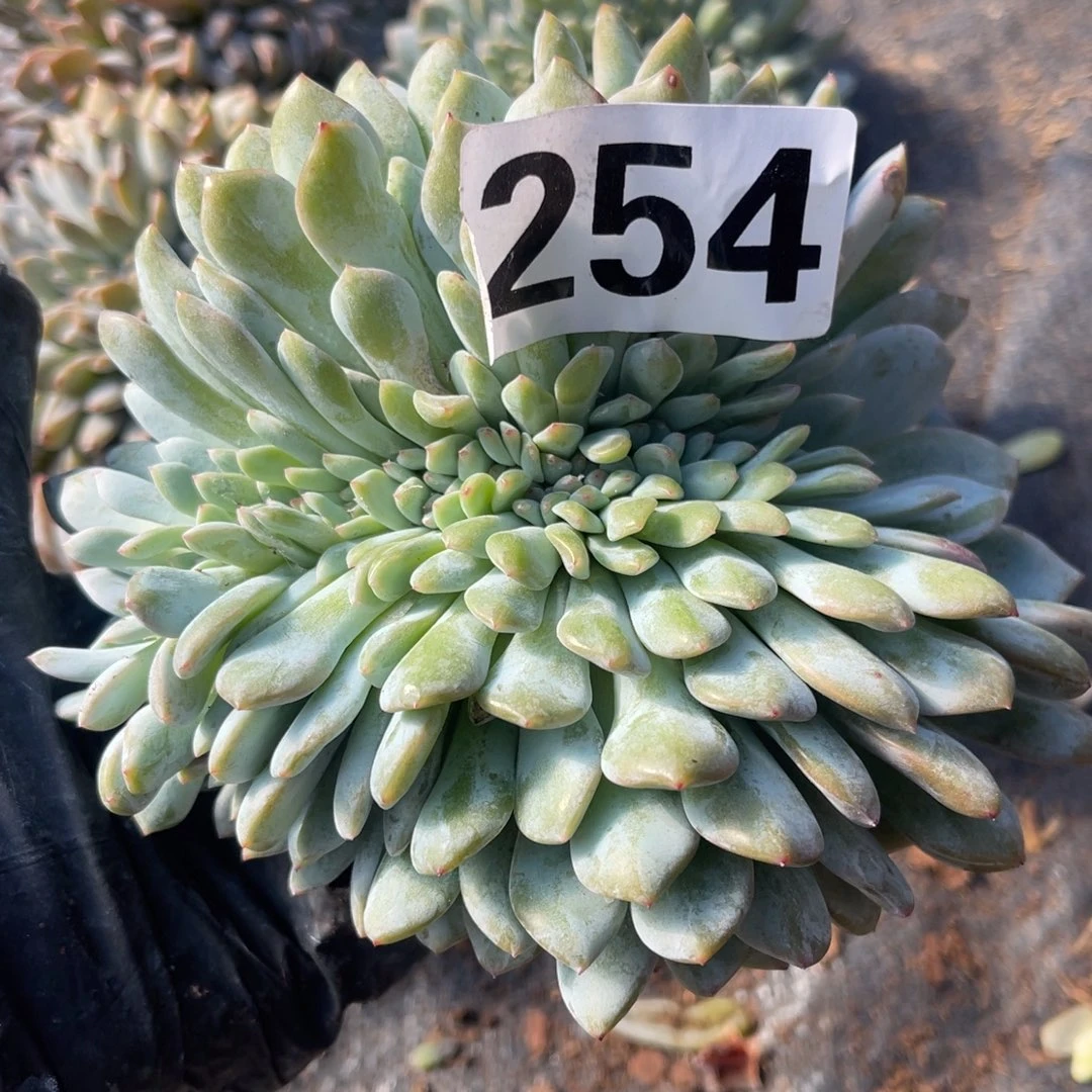254号发财1114447777778