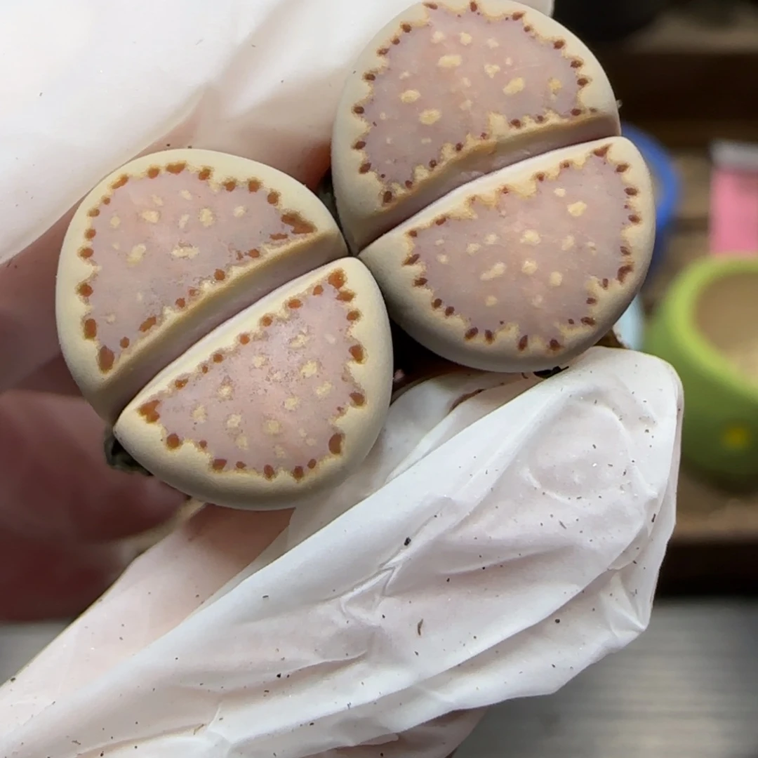 12.14.1621.013饼干.9007福利清框