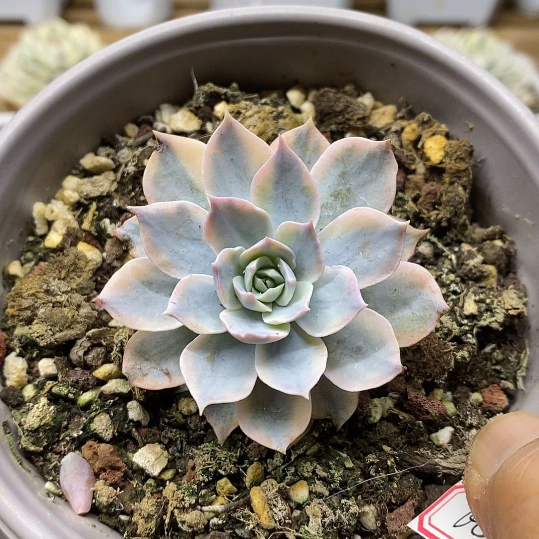 2560 皮氏锦多肉