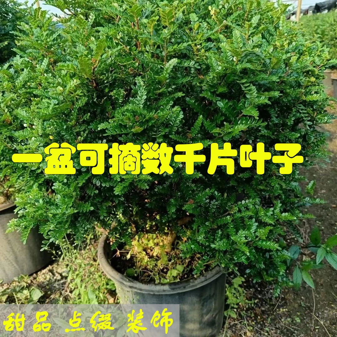 清香胡椒木盆栽蛋糕甜品装饰驱蚊树苗四季常青可食用叶子