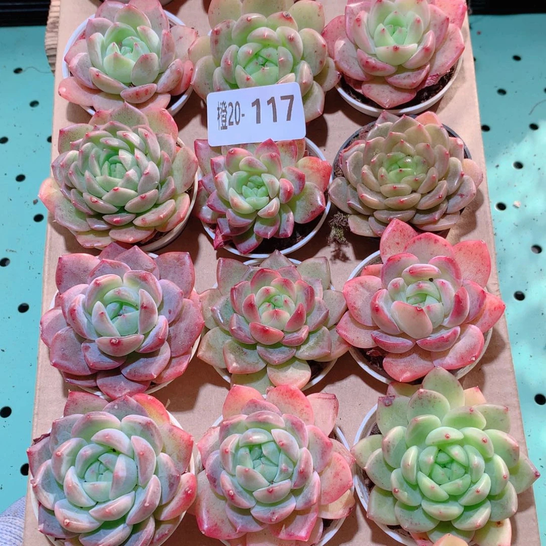 20-117一物一拍多肉带盆18颗
