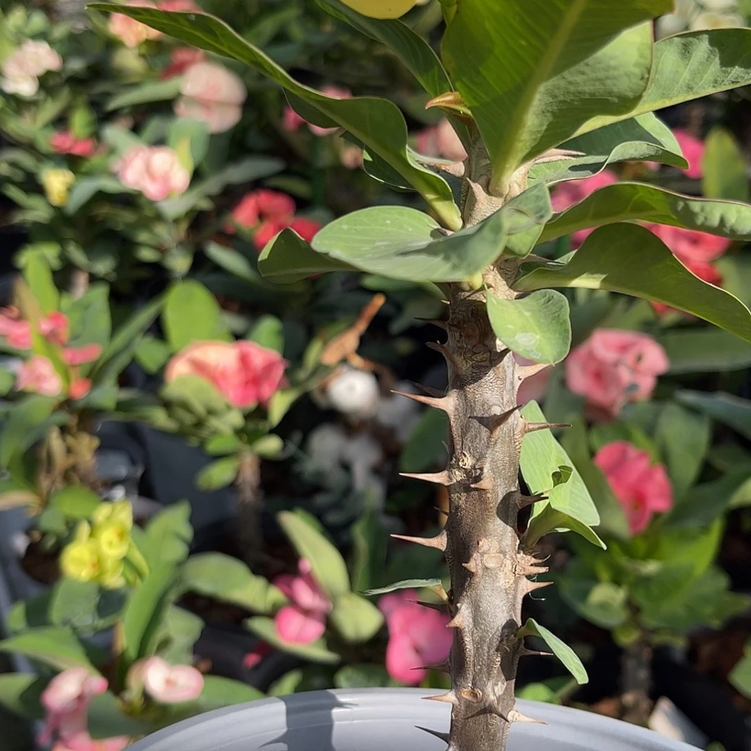 虎刺梅带根-金色画框128