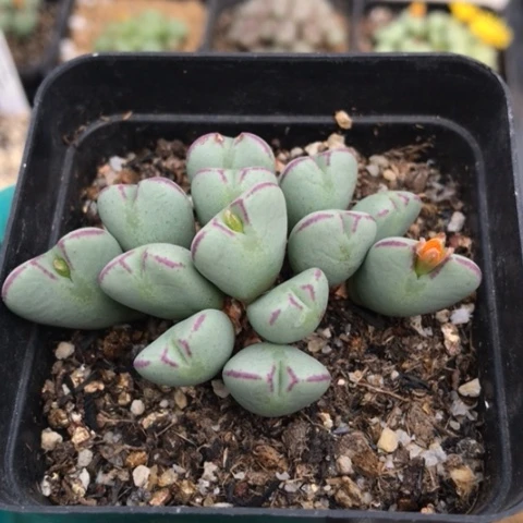 多肉肉锥 爱心少将