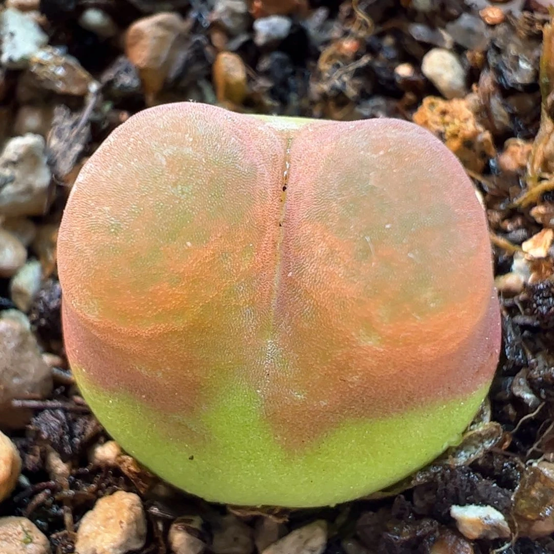 拉登毛多肉植物258