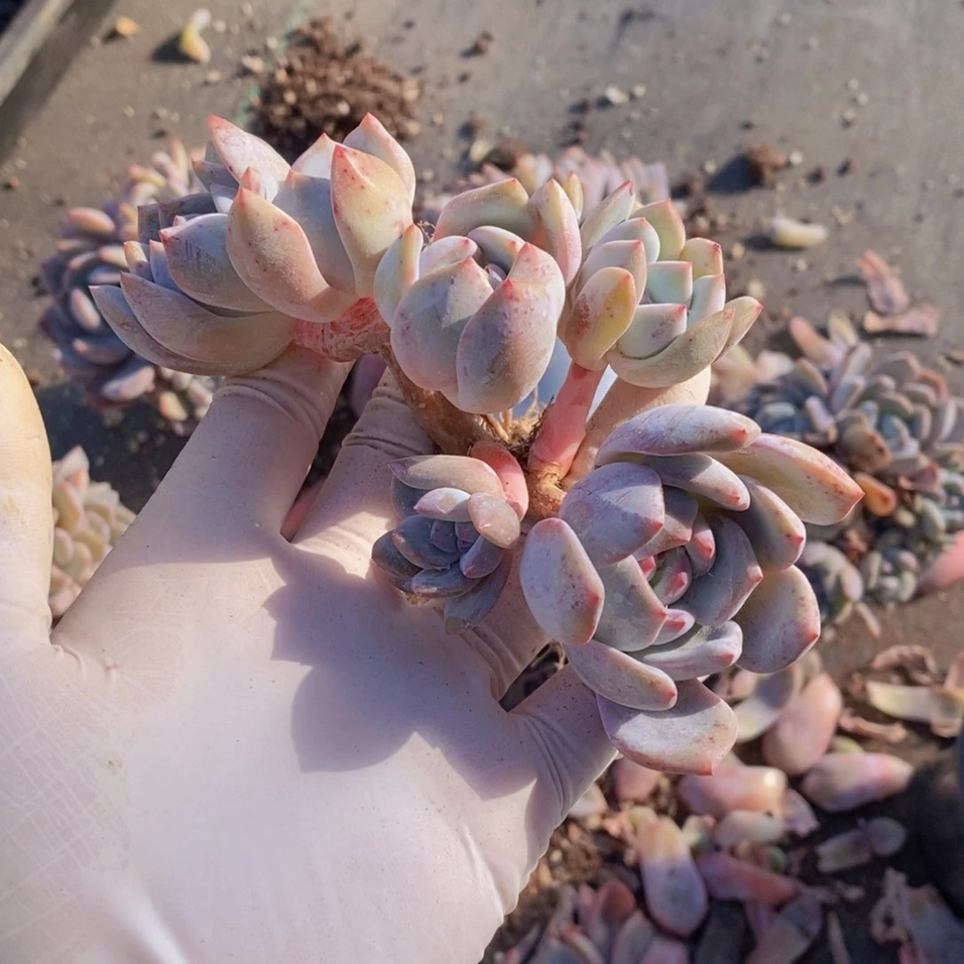 用****4多肉植物1111111