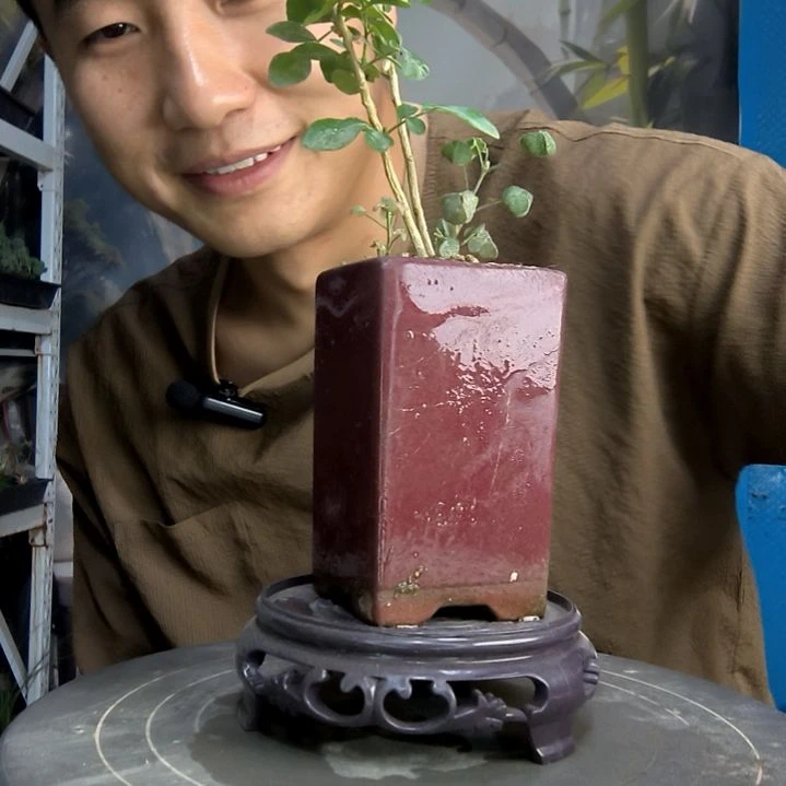 弯***亮中青园艺一物一拍287