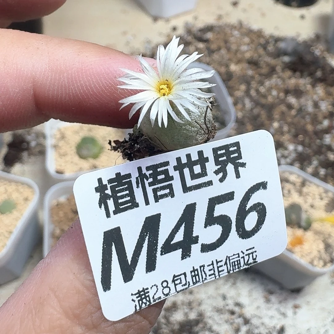 多肉植物的润泽df