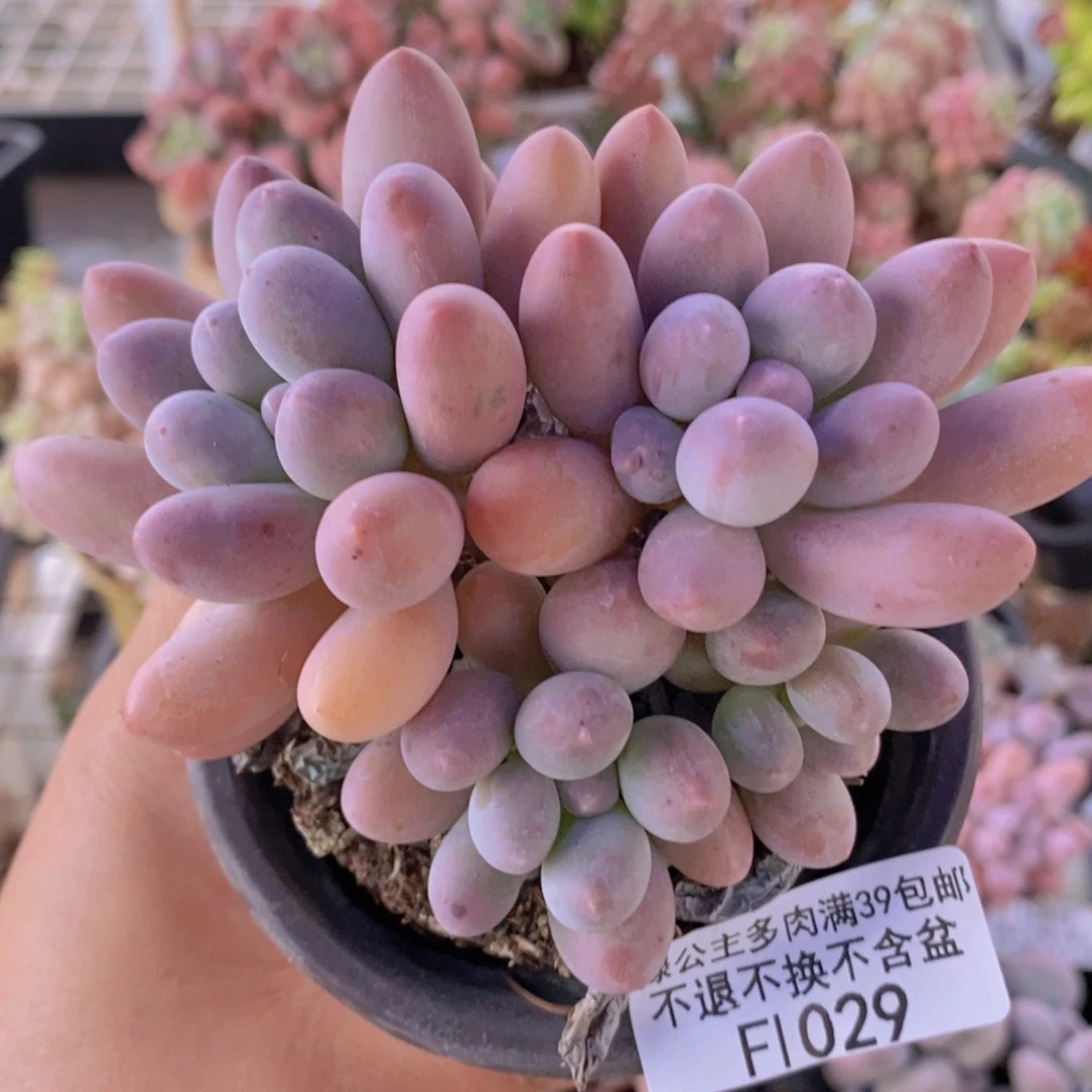 汤圆9cm1029多肉植物