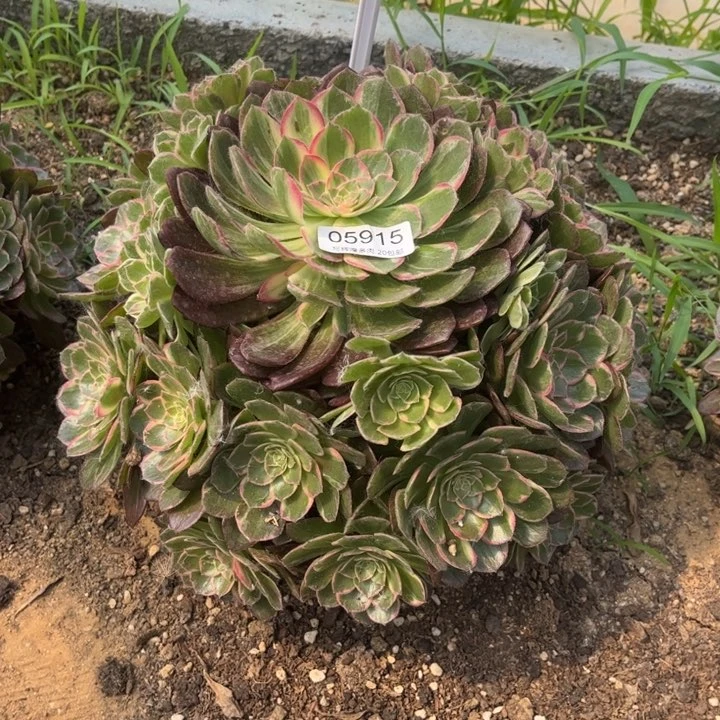 吃**众05915万花筒多肉植物