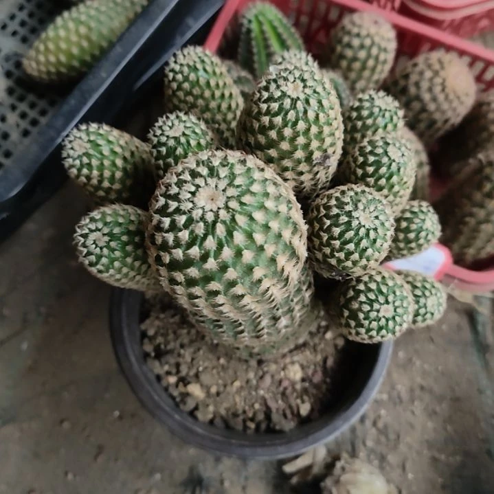 仙人球泰迪熊群带根