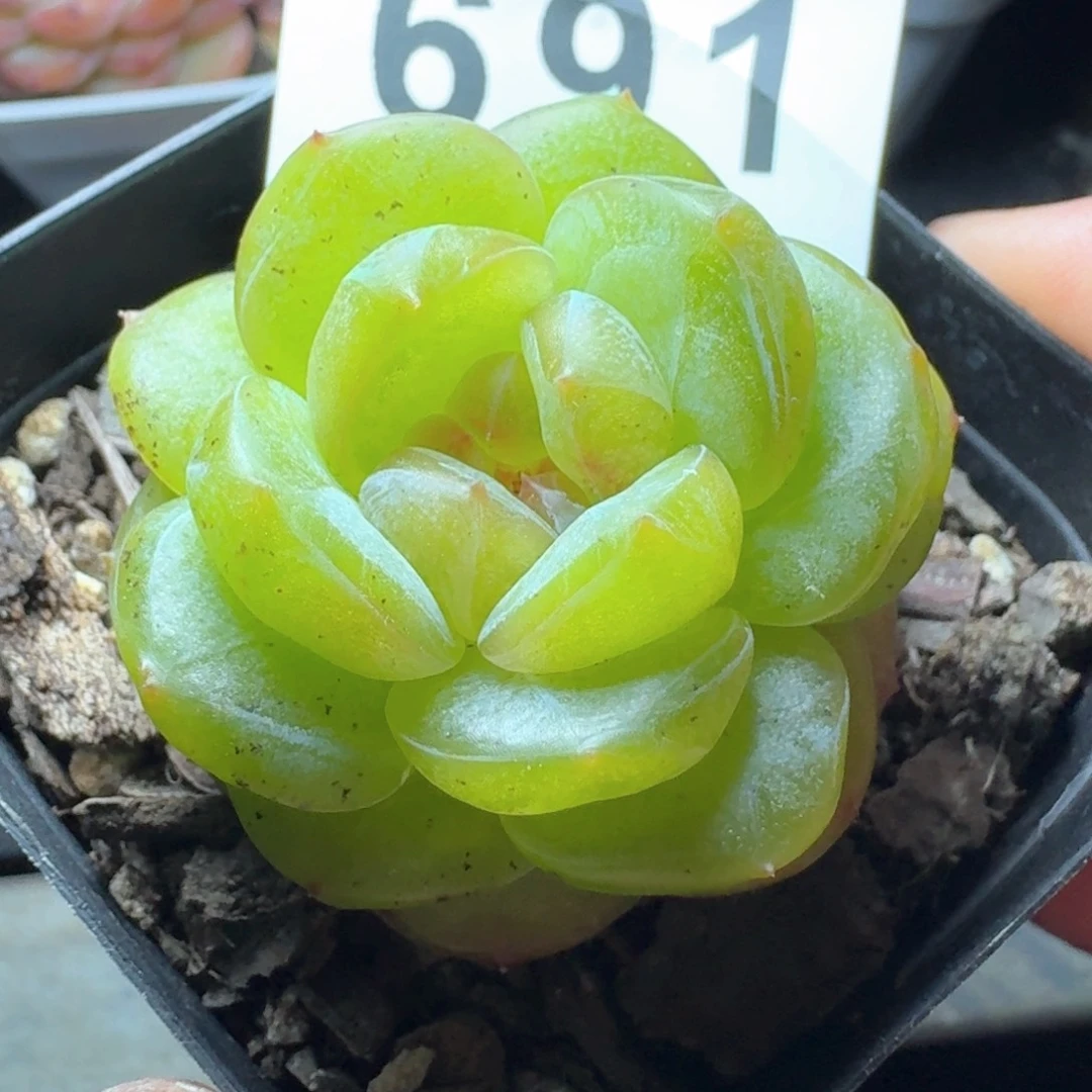 珍妮            精美多肉植物