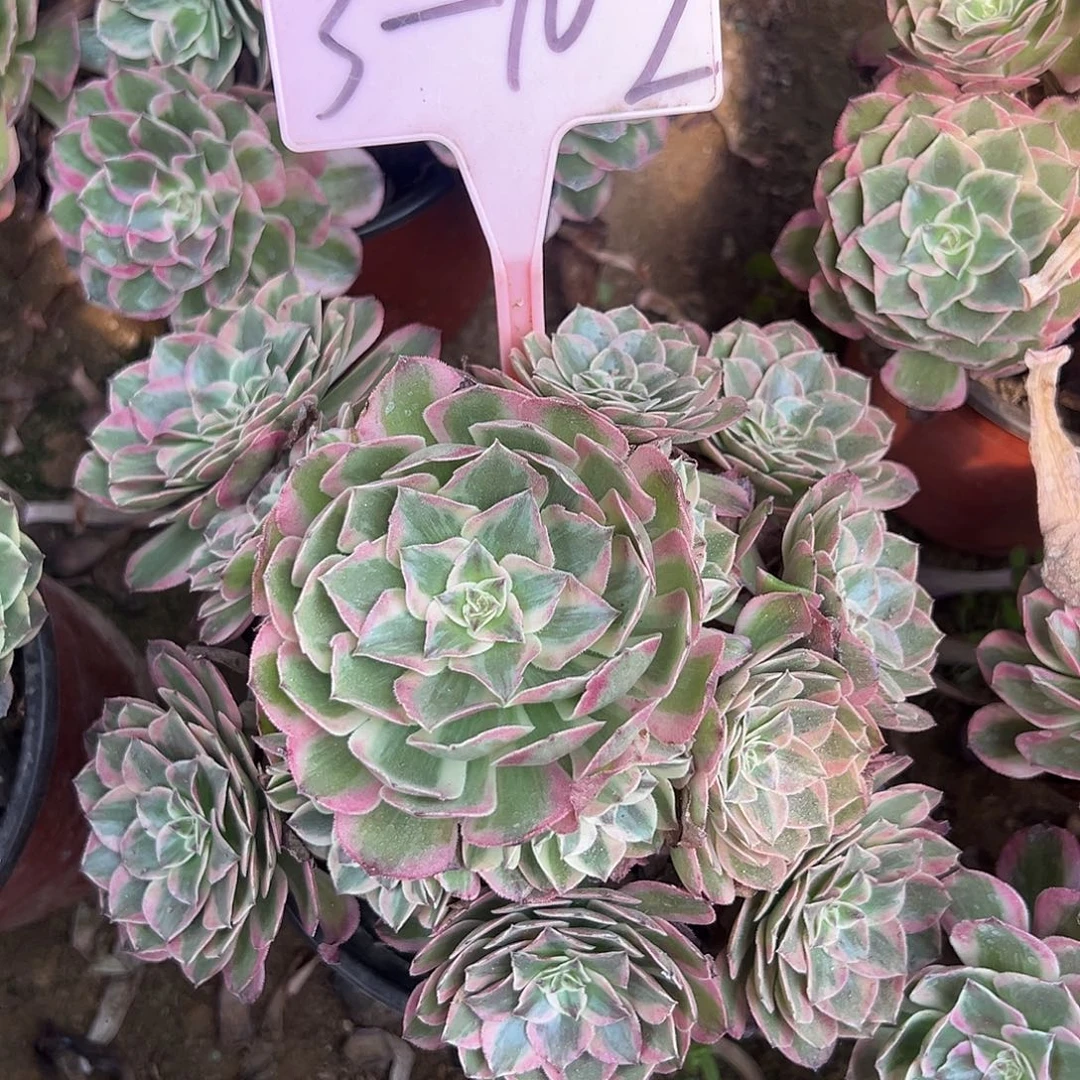 3-102云河多肉法师