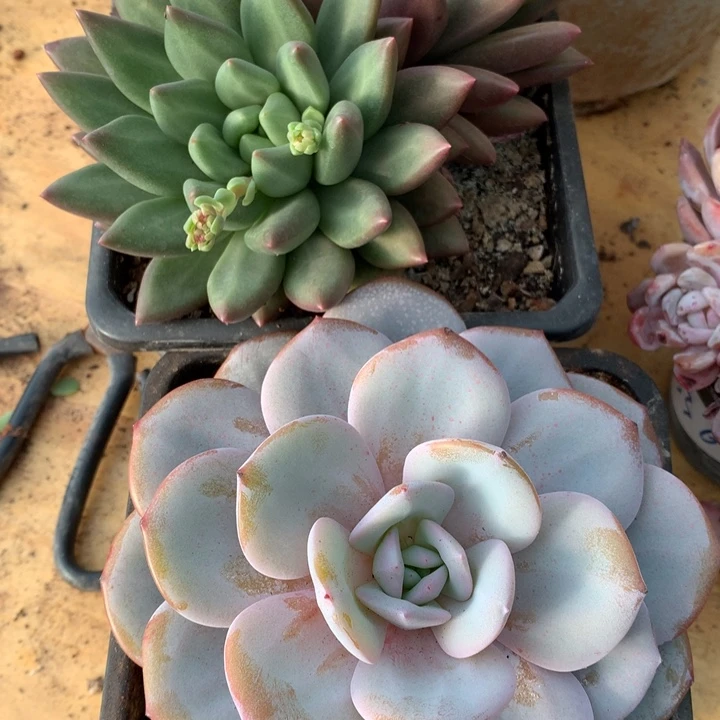 欣***愿奶茶多肉1个 米其林1个