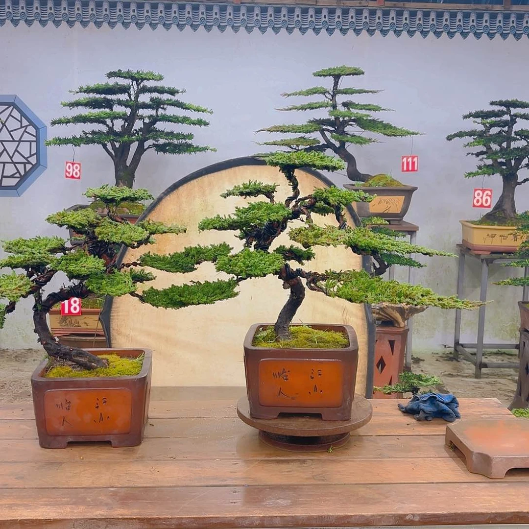 木原生珍珠柏带盆