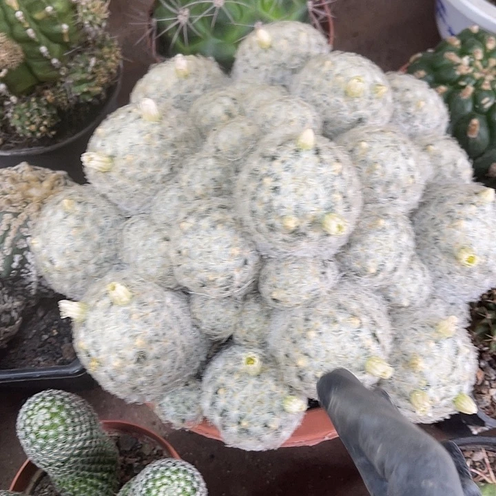 仙人球开花仙人球