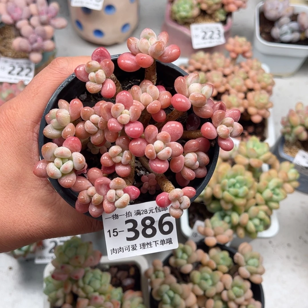 鱼子酱多肉多肉多肉多肉