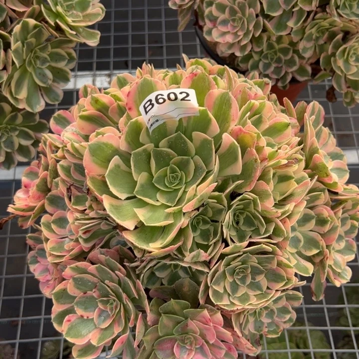 602粉女郎28厘米左右