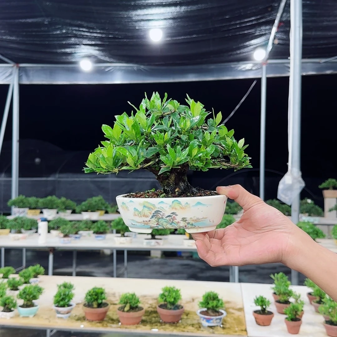 当前无花栽培后可以开花V****t