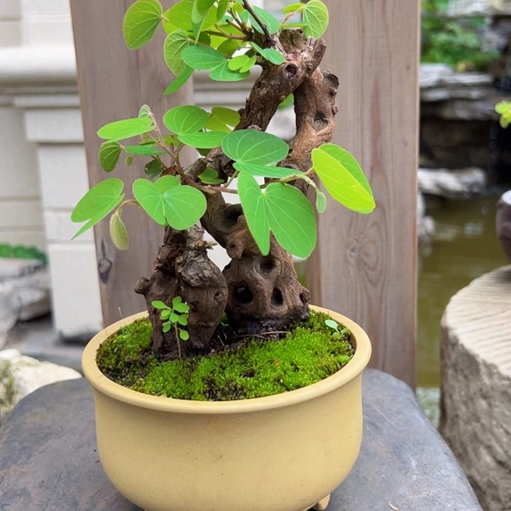 *****无花朵羊蹄甲盆景老桩