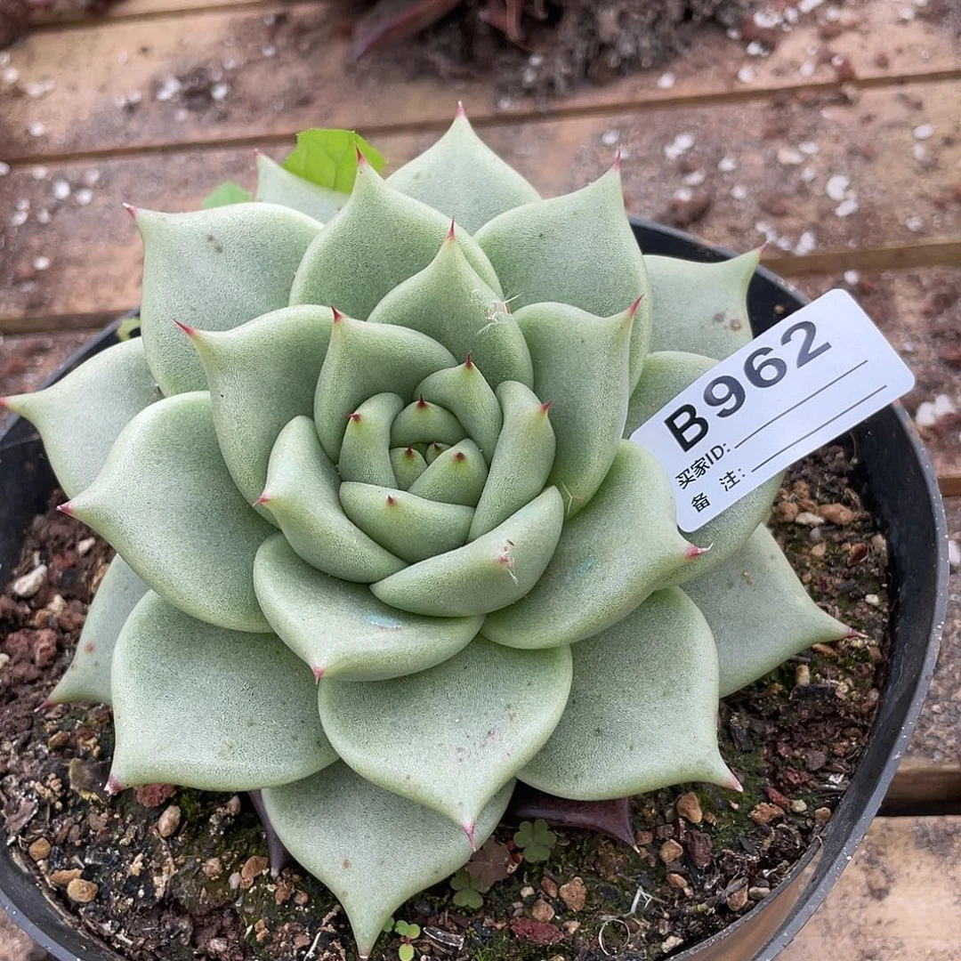 E****若如东云单拍B962