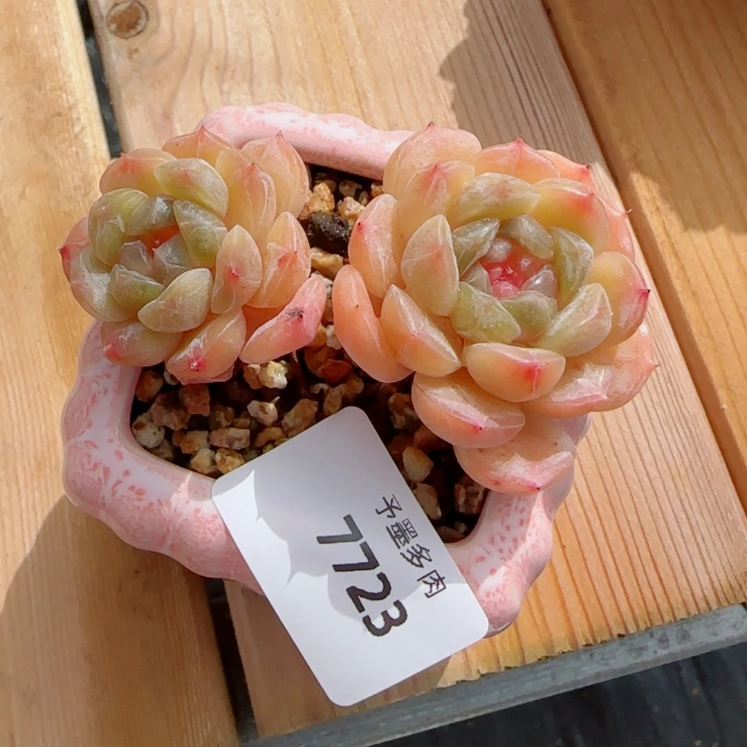 白恋，7723多肉植物