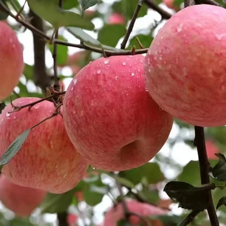 陕西洛川红富士脆甜苹果当季新鲜水果