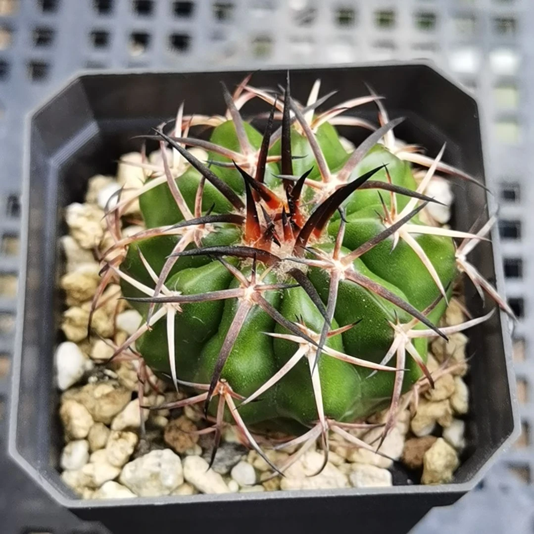 实生大型强黑刺圆盘玉一物一拍