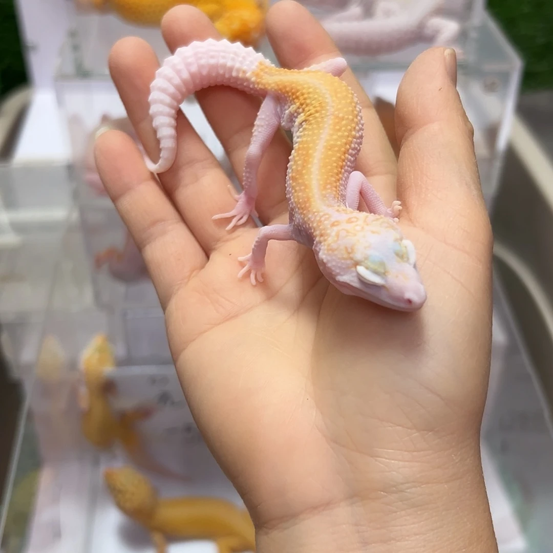 豹纹守宫豹纹守宫