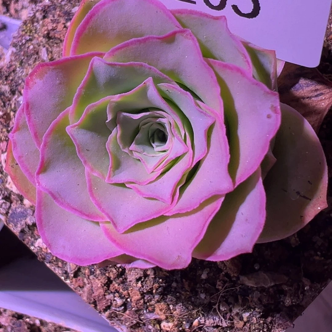 l***7杨205 山地玫瑰福袋