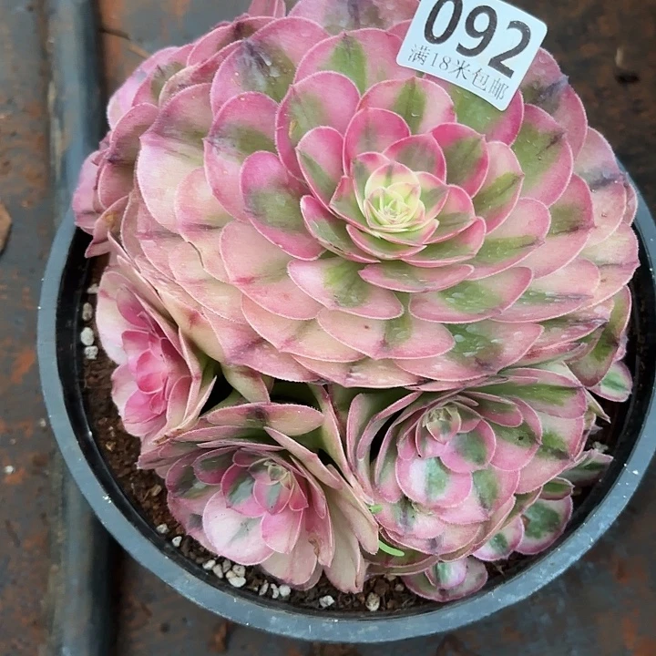 092荔枝捧花掌心多肉法师锦