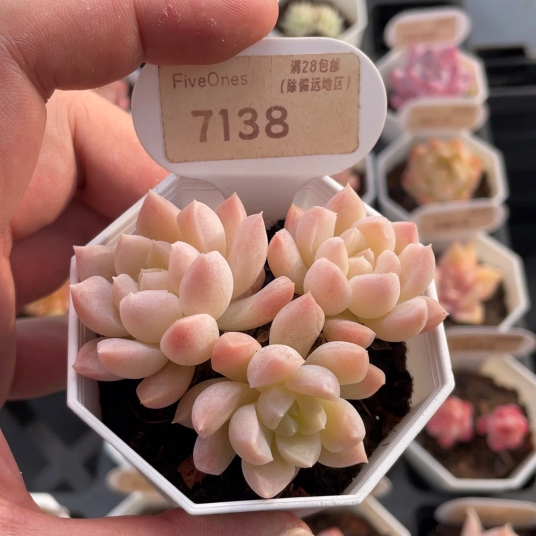 白雪7138-6.5厘米