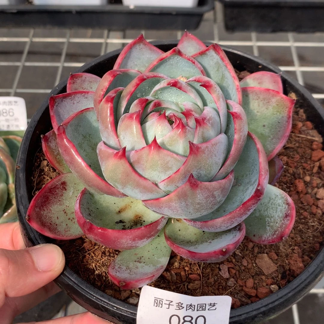 080惊鸿单颗。尺寸13。多肉植物