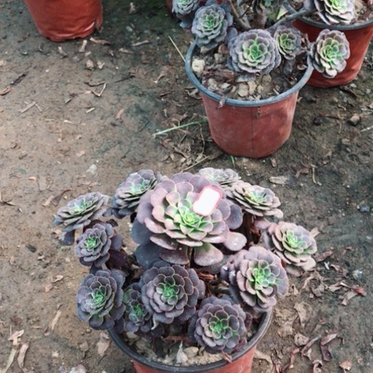 萝莉法师多肉植物4