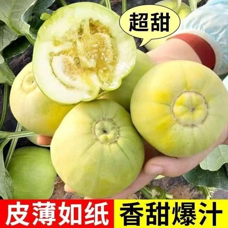 绿宝石甜瓜苗秧超甜香瓜苗早熟高糖羊角蜜四季栽阳台盆栽蔬果菜苗