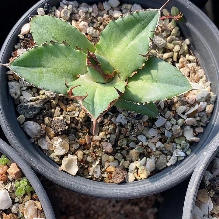 白犀牛。       一个